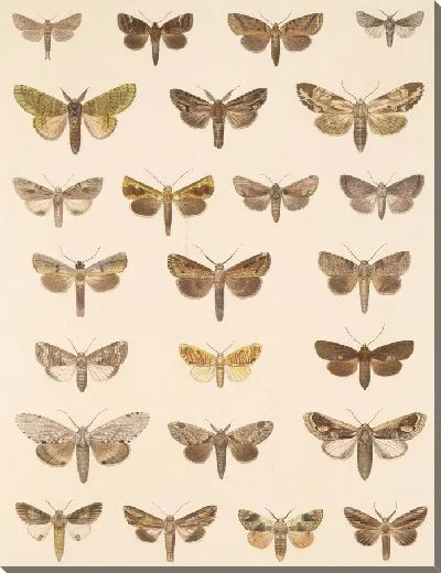 Картина Винтажные баочки (1879-1915) №389