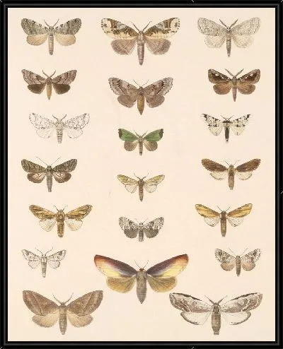 Картина Винтажные баочки (1879-1915) №390