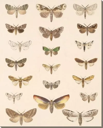 Картина Винтажные баочки (1879-1915) №390