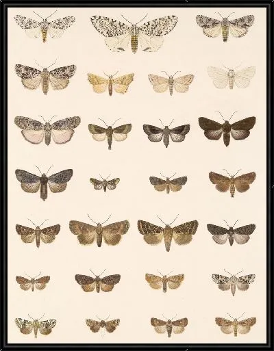 Картина Винтажные баочки (1879-1915) №392