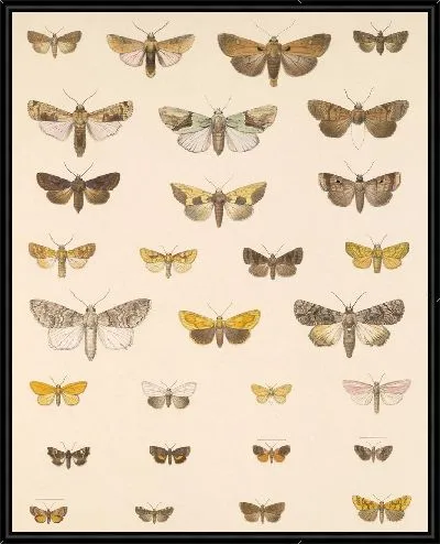 Картина Винтажные баочки (1879-1915) №393