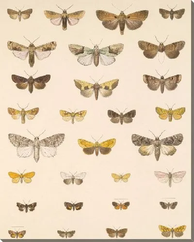 Картина Винтажные баочки (1879-1915) №393