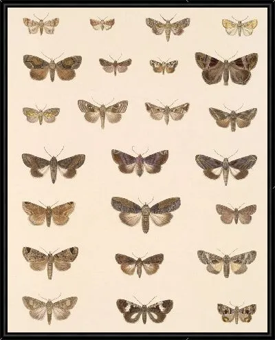 Картина Винтажные баочки (1879-1915) №395