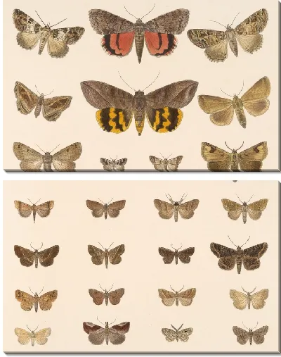 Картина Винтажные баочки (1879-1915) №396