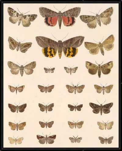 Картина Винтажные баочки (1879-1915) №396
