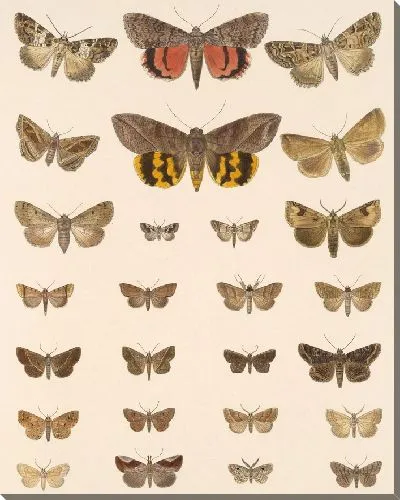 Картина Винтажные баочки (1879-1915) №396