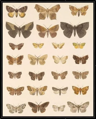 Картина Винтажные баочки (1879-1915) №397