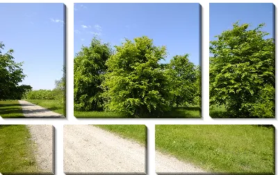 картина