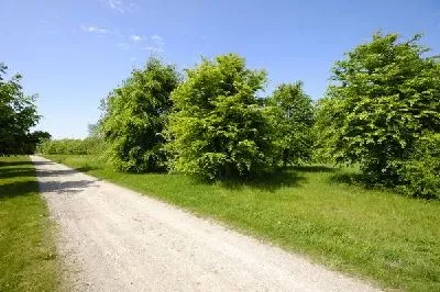 шаблон id 38