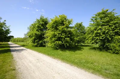 шаблон id 38