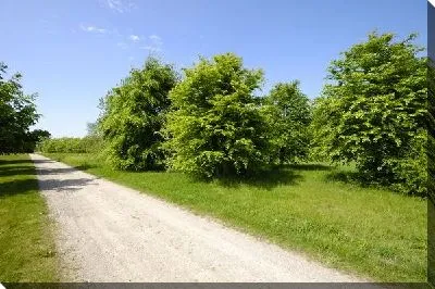 Постер Деревья вдоль дороги