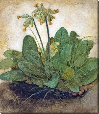 Пучок первоцветов