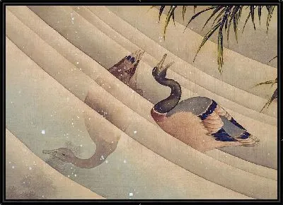 Пара уток в воде