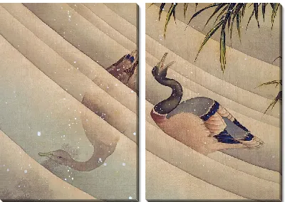 Пара уток в воде