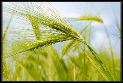 Пшеница