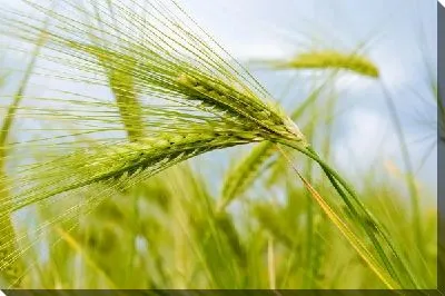 Пшеница
