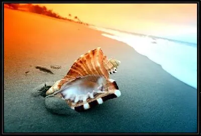 Ракушка на берегу моря