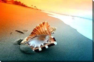Ракушка на берегу моря