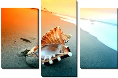 Ракушка на берегу моря