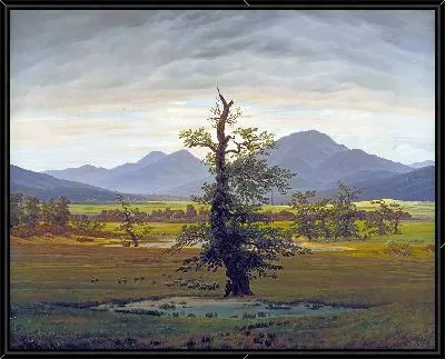 Одинокое дерево