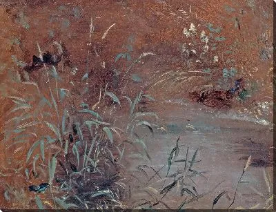 Камыши у бассейна