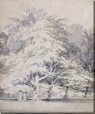 Картина Буковые деревья