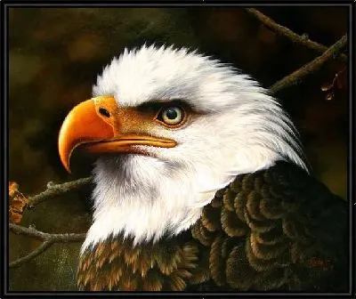 Картина Орел (Eagle)