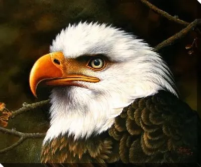 Постер Орел (Eagle)