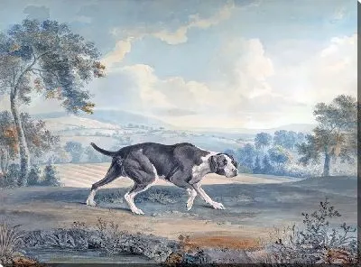 Картина Испанский пойнтер