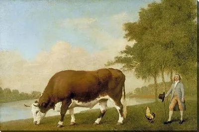 Линкольнширский бык