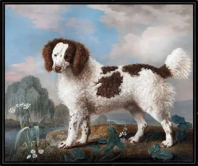 Коричневый с белым Норфолк или Водяной спаниель