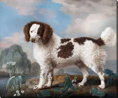 Коричневый с белым Норфолк или Водяной спаниель