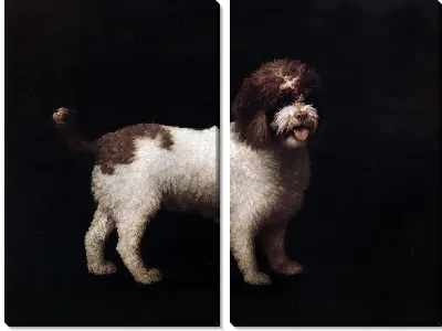 Картина Водяной спаниель