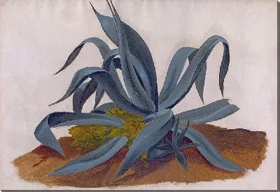 Картина Изучение агавы