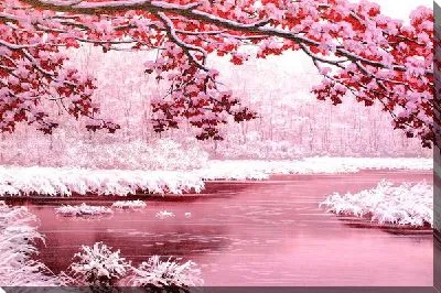 Рябина (Rowan)