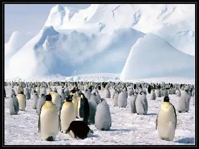 Императорские пингвины (Emperor penguins)