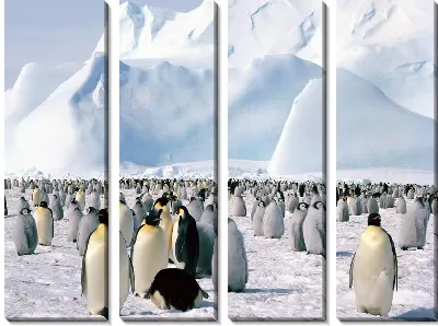 Императорские пингвины (Emperor penguins)