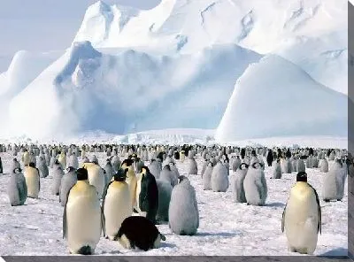 Императорские пингвины (Emperor penguins)