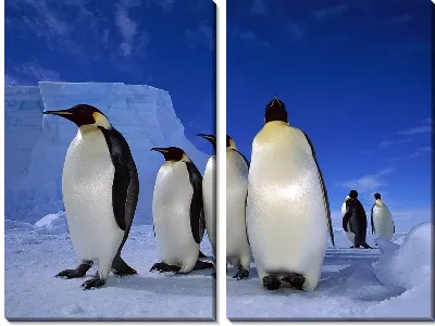 Модульная картина Императорские пингвины (Emperor penguins) №2