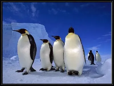 Императорские пингвины (Emperor penguins) №2