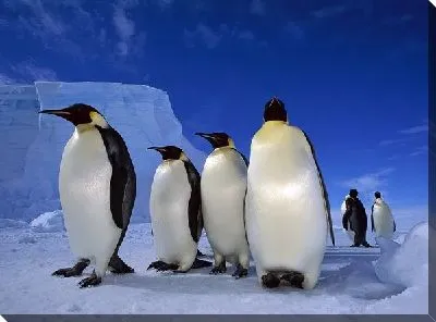 Императорские пингвины (Emperor penguins) №2
