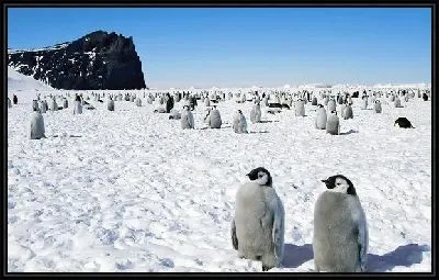 Картина Пингвины (Penguins) №2