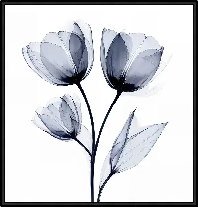 Полупрозрачный черный цветок №6