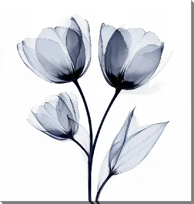 Полупрозрачный черный цветок №6