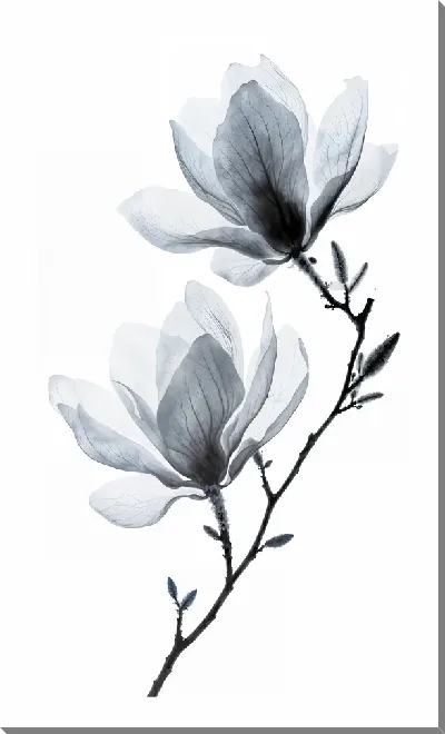 Постер Полупрозрачный черный цветок №14