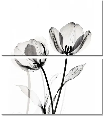 Модульная картина Полупрозрачный черный цветок №28