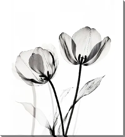 Картина маслом Полупрозрачный черный цветок №28