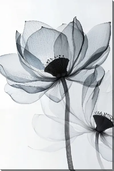 Постер Полупрозрачный черный цветок №34