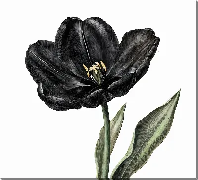 Черный цветок №38