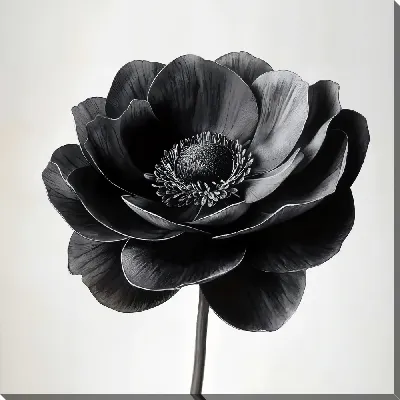 Картина маслом Черный цветок №41